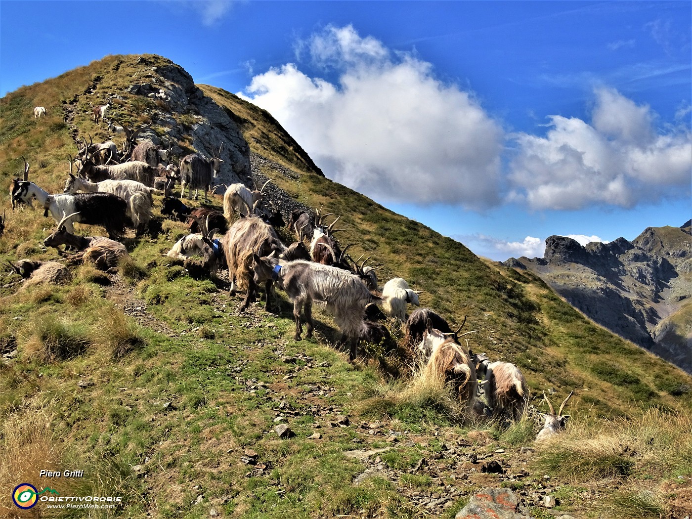 33 Capre orobiche al colletto in cresta di salita al Monte di sopra.JPG